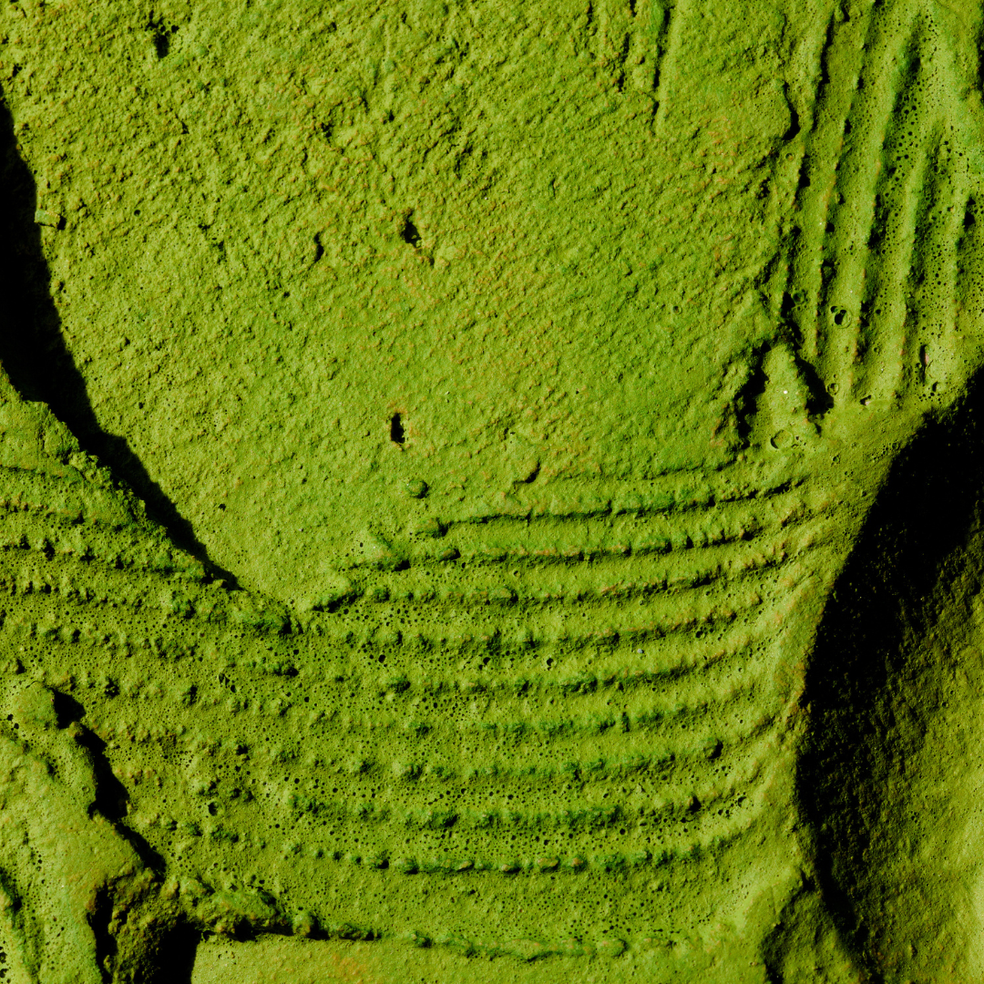 Extreme Nahaufnahme von leuchtend grünem NINI Matcha Ceremonial Grade Pulver mit sichtbarer feiner Textur, zeigt die hohe Qualität und intensive Farbe des Matcha