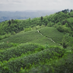 NINI Signature Ceremonial Matcha